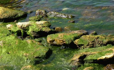 водоросли индикаторы чистоты в черном море